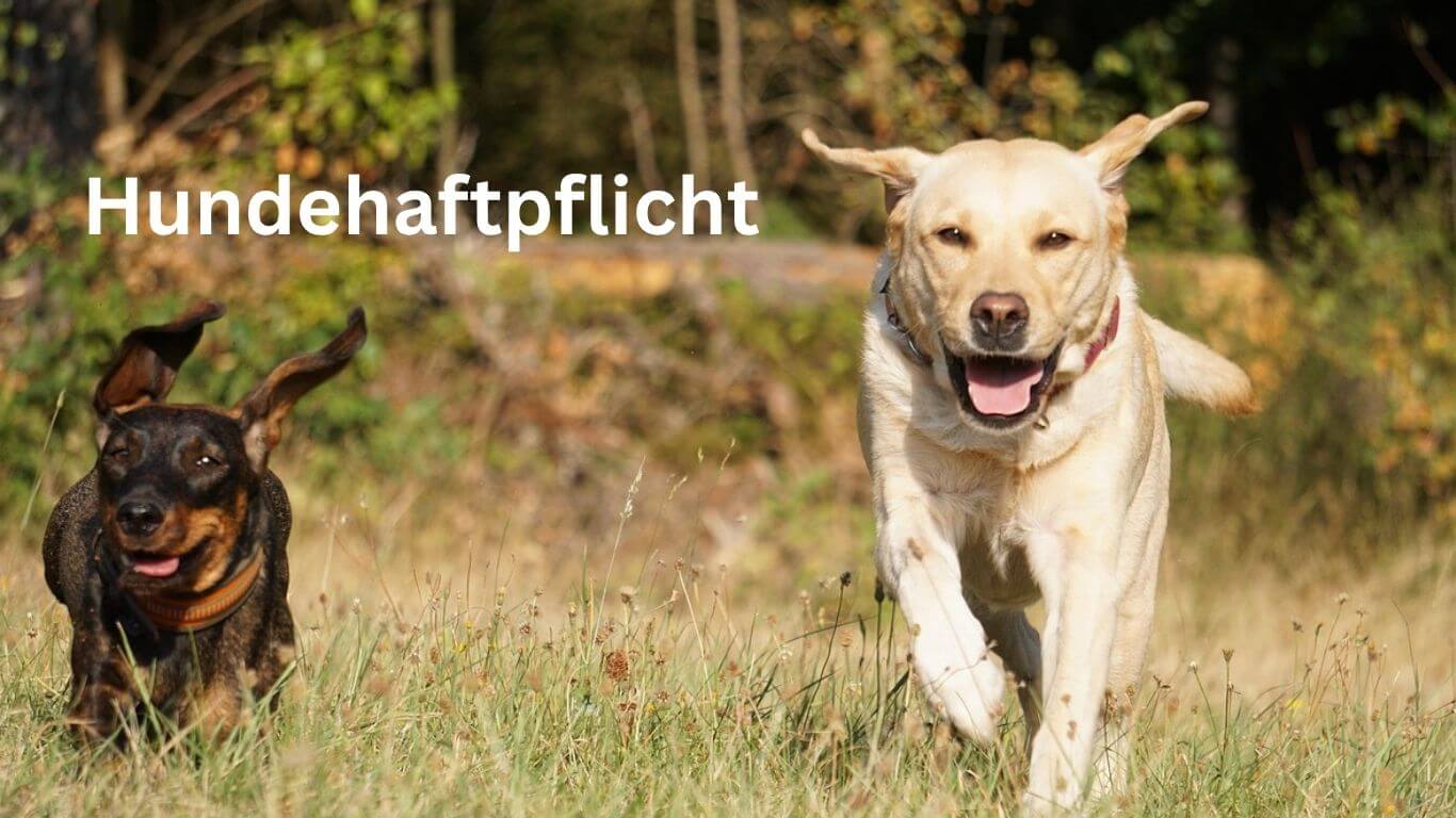 Hundehaftpflicht