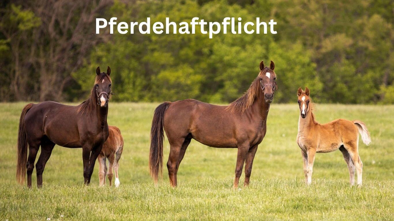 Pferdehaftpflicht